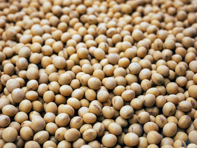 Soy beans closeup photo for blog 7 Soy Myths Debunked: The Truth About Soy and Your Health