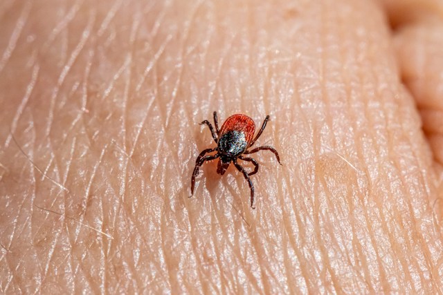 Alpha-Gal Syndrome: What to Know About Red Meat Allergy & Tick Bites